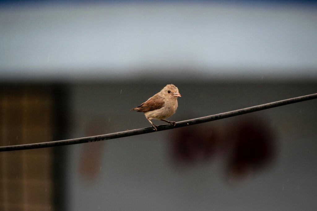 pexels deepak ramesha 294760 12726101