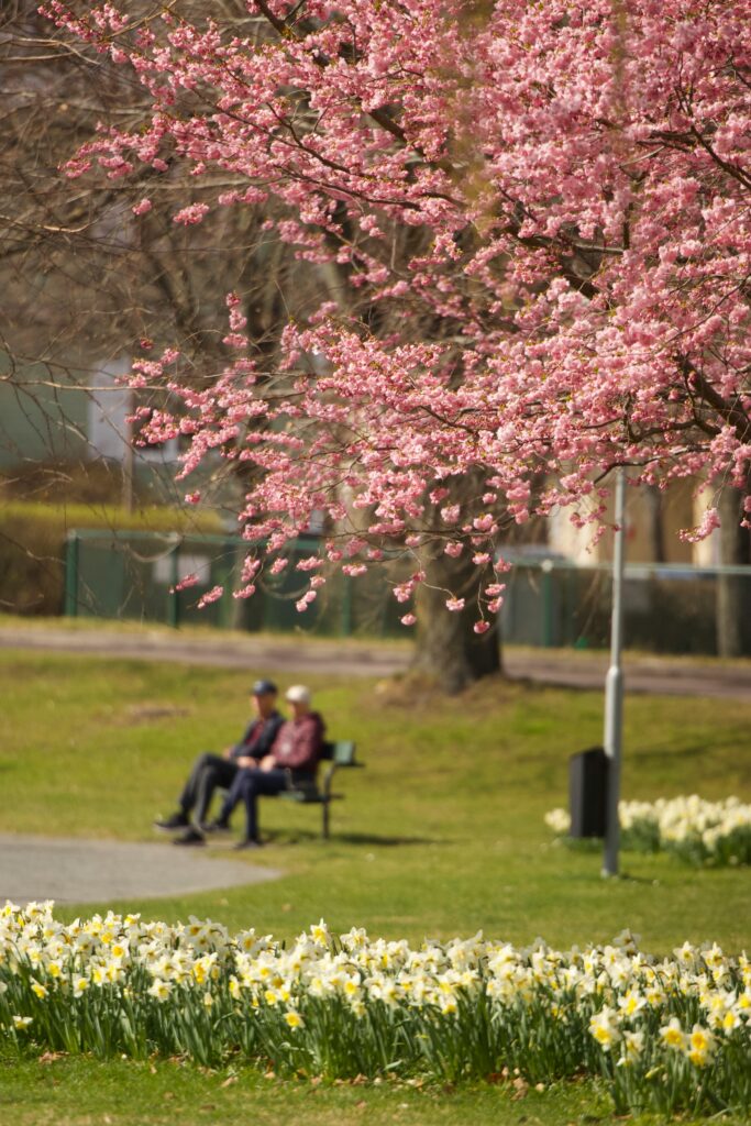 pexels efrem efre 2786187 31643130